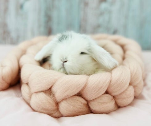 Bunny Boutique Lavender Lops